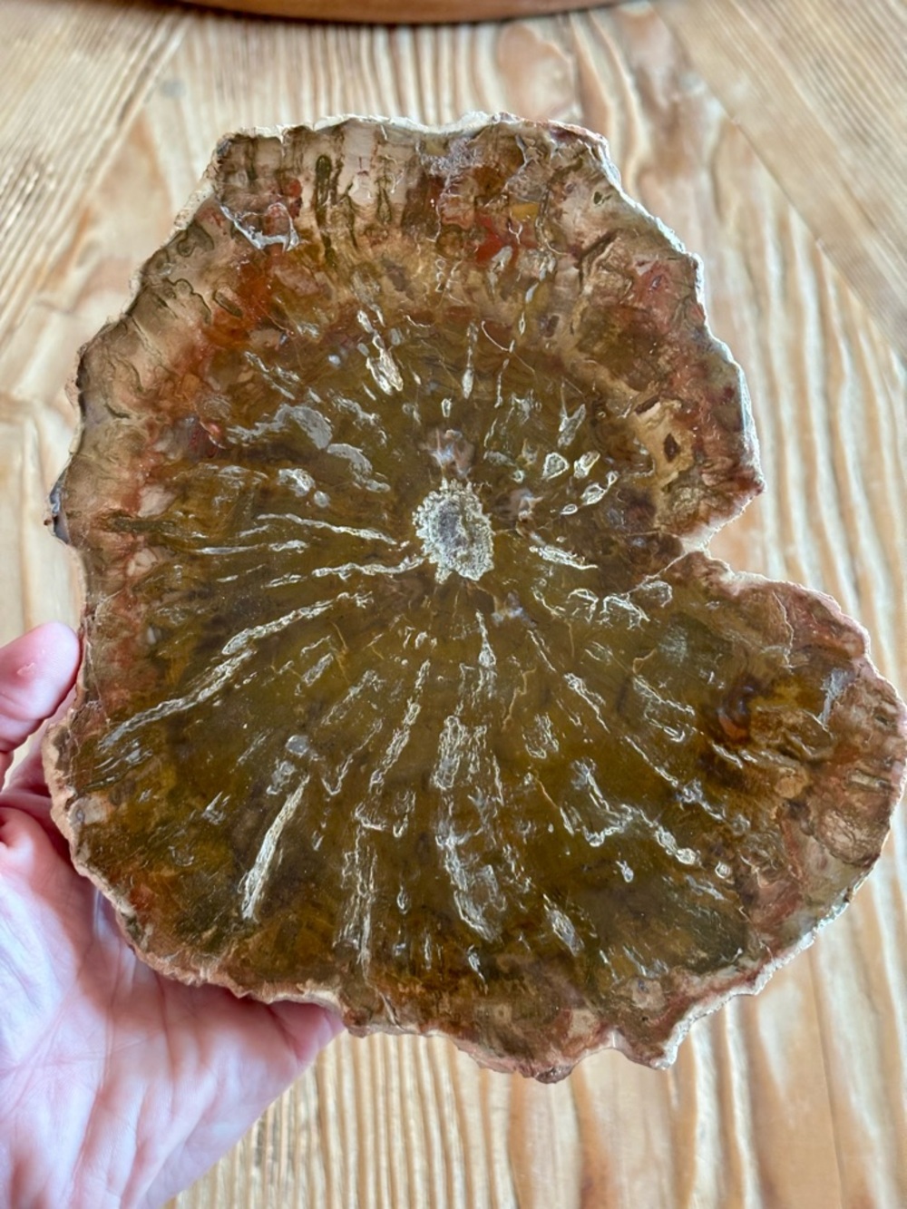 🌲 Petrified Wood Slab – Natural Fossilized Tree Slice – Polished Face 🌎